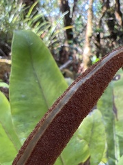 Elaphoglossum crassicaule