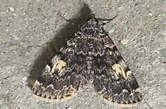 Idia calvaria