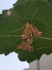 Eoophyla