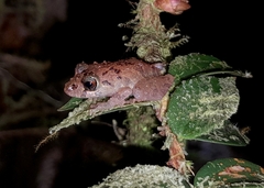 Pristimantis incomptus