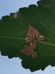 Eoophyla
