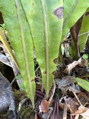 Elaphoglossum crassicaule