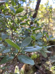 Wikstroemia oahuensis
