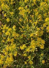 Dittrichia viscosa