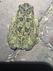 Sclerophrys gutturalis