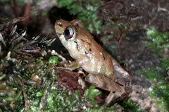 Pristimantis incomptus