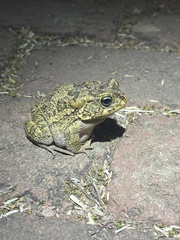 Sclerophrys gutturalis