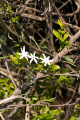 Jasminum angulare