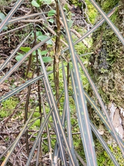 Pseudopanax crassifolius