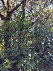 Wikstroemia oahuensis