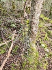 Pseudopanax crassifolius