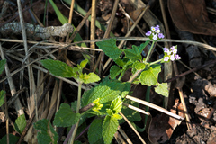 Lantana rugosa