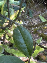 Wikstroemia oahuensis