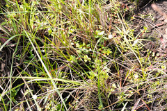 Laurembergia repens