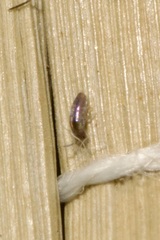 Lepidocyrtus cyaneus