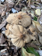 Coprinellus