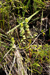 Laurembergia repens