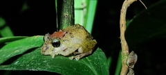 Pristimantis incomptus