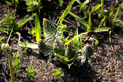 Ledebouria revoluta