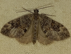 Thera variata