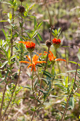 Leonotis leonurus