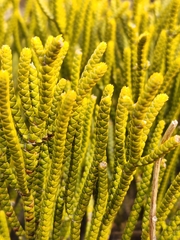 Veronica lycopodioides