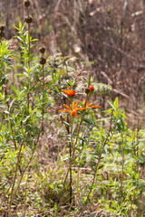 Leonotis leonurus