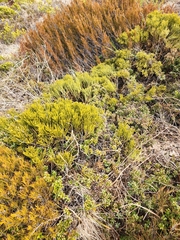 Veronica lycopodioides