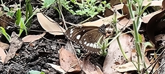 Euploea core corinna
