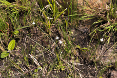 Lobelia erinus