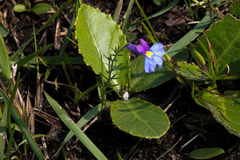 Monopsis decipiens