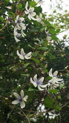 Clematis akoensis