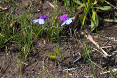 Monopsis decipiens