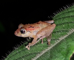 Pristimantis incomptus