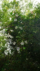 Clematis akoensis