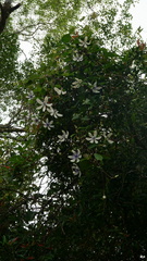 Clematis akoensis