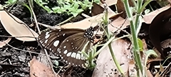 Euploea core corinna