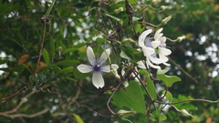 Clematis akoensis