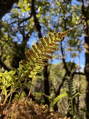 Polypodium pellucidum