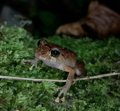 Pristimantis incomptus
