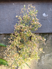 Erigeron