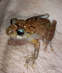 Pristimantis incomptus
