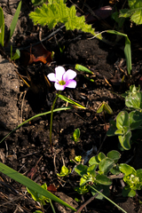 Oxalis smithiana