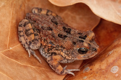Sclerophrys pusilla