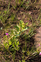 Pachycarpus asperifolius