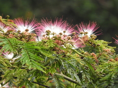 Calliandra