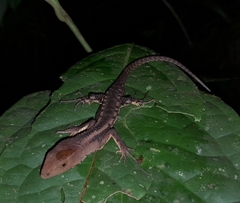 Gelanesaurus flavogularis