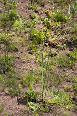 Pelargonium schlechteri