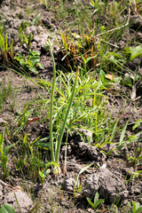 Pelargonium schlechteri