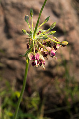 Pelargonium schlechteri
